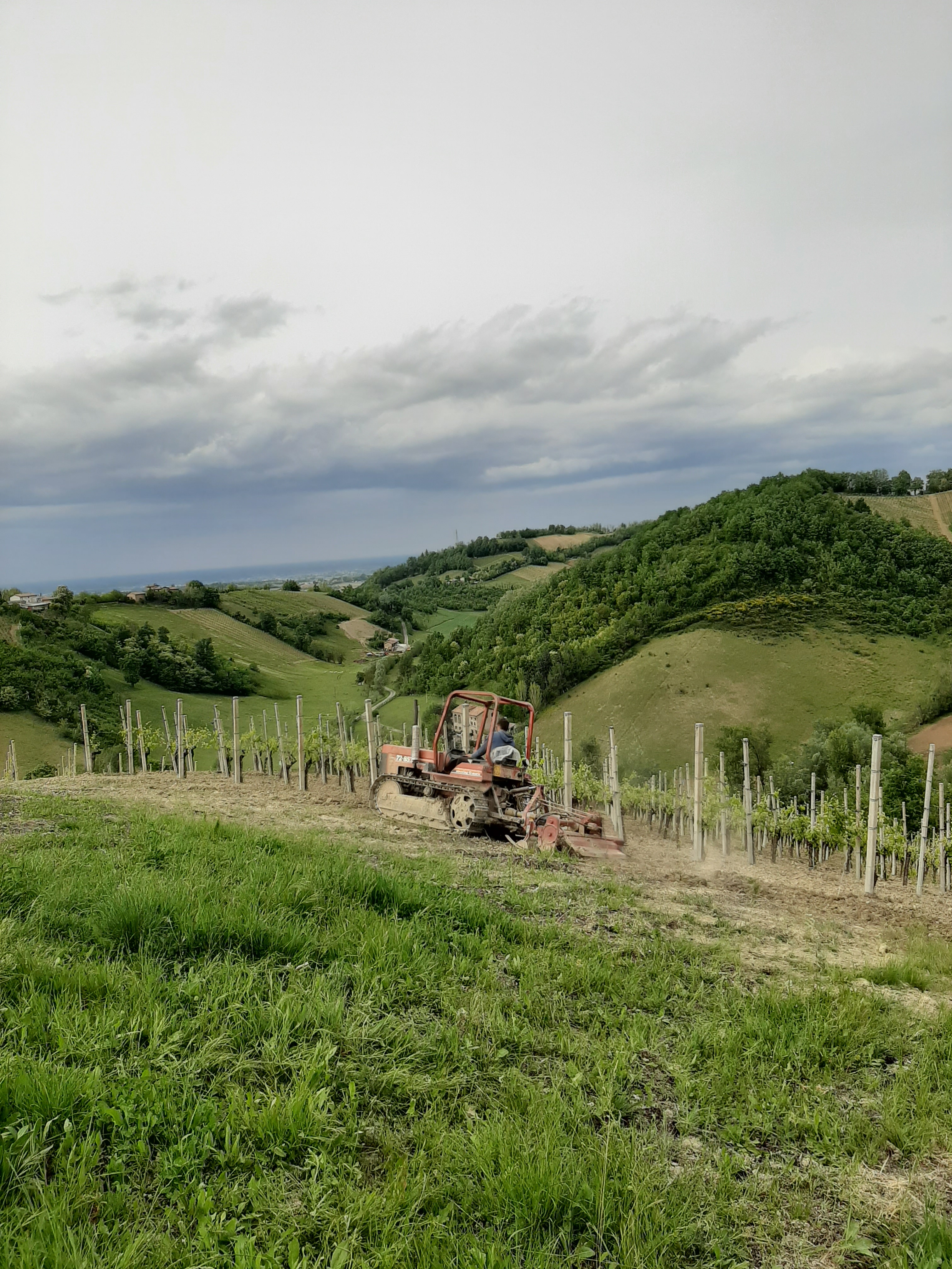 Azienda Agricola Loschi Enrico 2